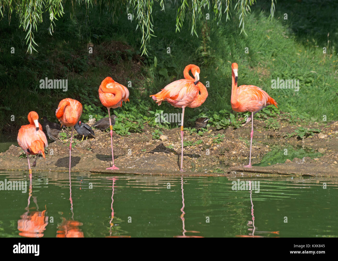 Rosa Flamingo, Phoenicopterus Ruber Ruber, Karibik; Captive, Stockfoto