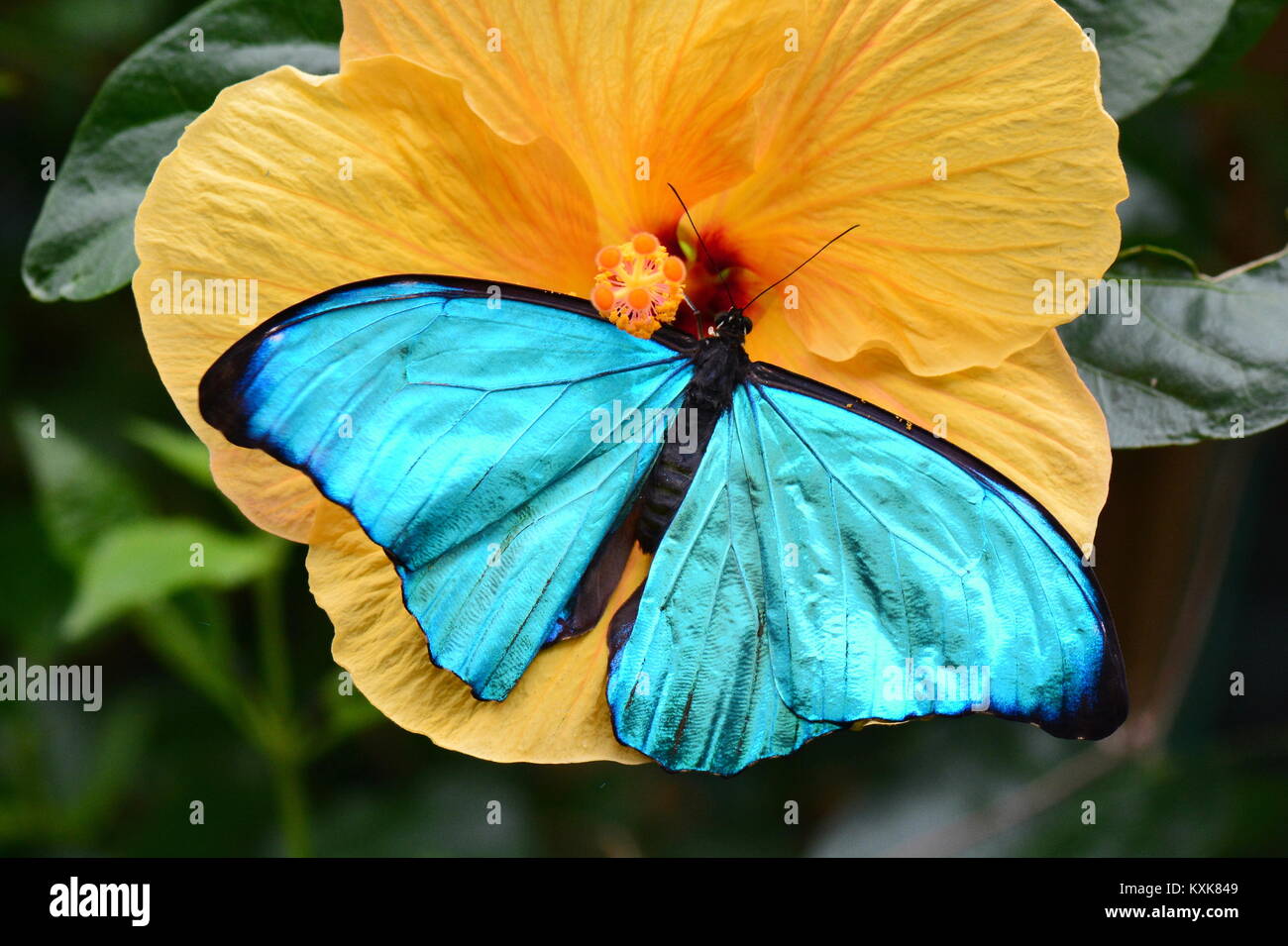 Eine hübsche blaue Morpho butterfly landet auf einem gelben Hibiskus Blumen in den Gärten. Stockfoto