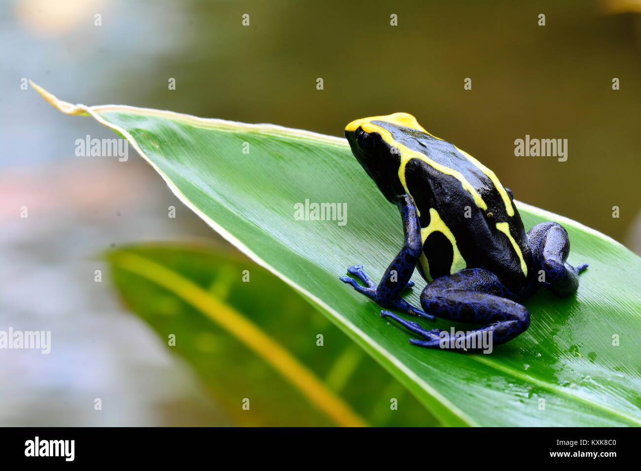 Eine hübsche Poison dart Frog sitzt auf einer Pflanze Blatt in den Gärten. Stockfoto