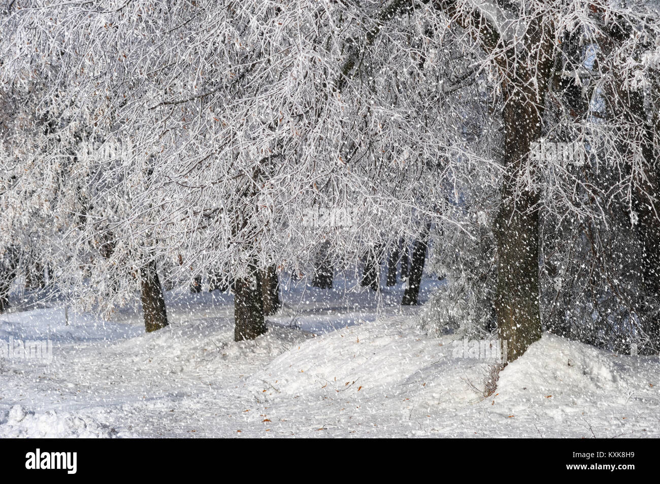 Winter Tag. frostigen Wetters in einem malerischen Wald Stockfoto