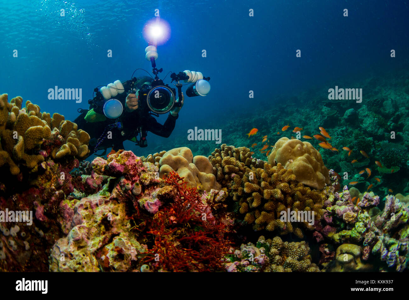Unterwasser, Malediven, Wasser, Unterwasser Fotografie, Coral Reef Stockfoto
