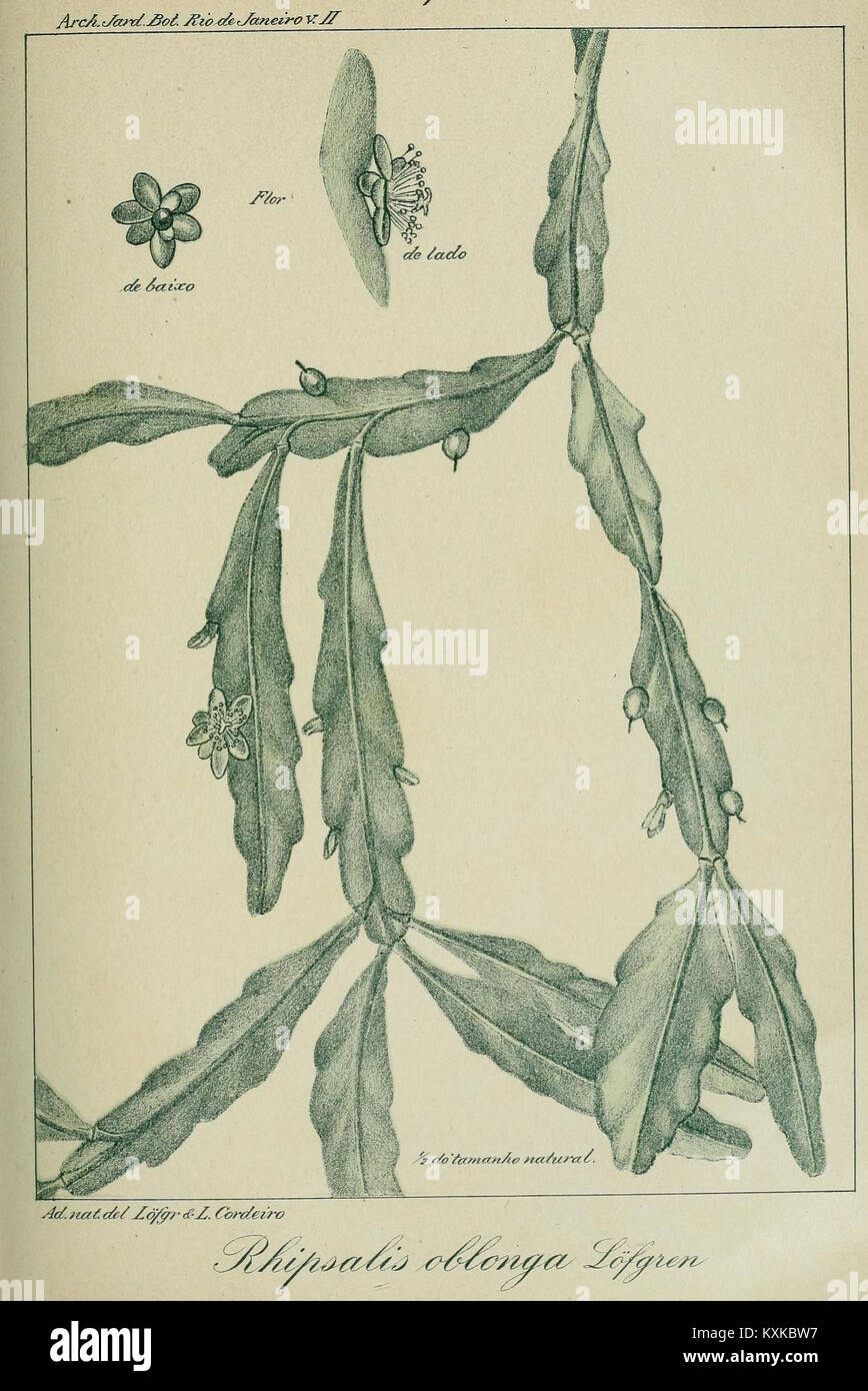 Dieses Archivbild stammt aus dem Botanischen Garten von Rio de Janeiro und zeigt einen der botanischen Drucke, die die reiche Flora Brasiliens dokumentieren und die Rolle des Gartens bei der botanischen Forschung und Erhaltung hervorheben. Stockfoto
