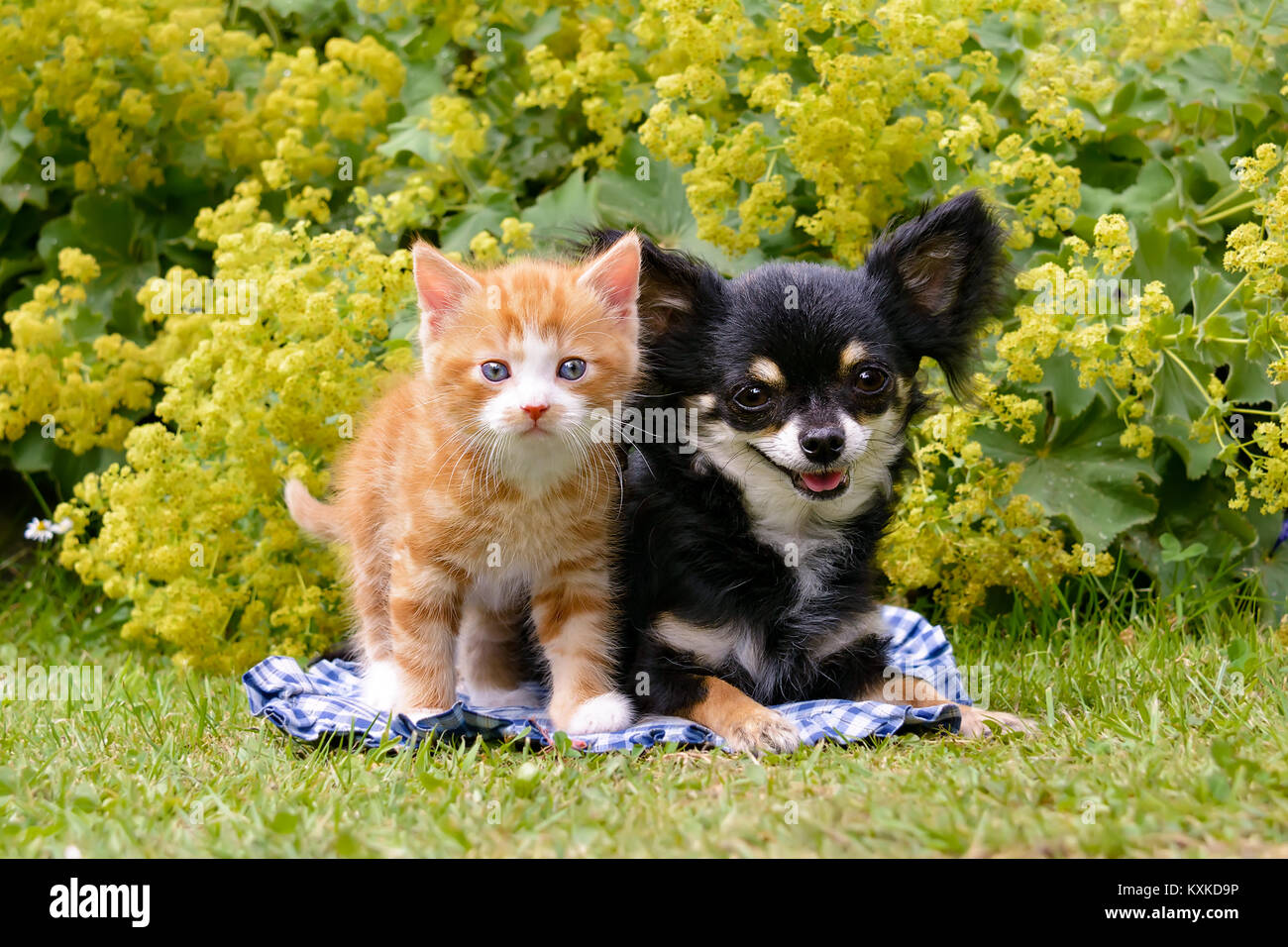 Eine süße kleine rot gestromte Katze Kätzchen und einen Chihuahua hund Seite an Seite in einem blühenden Garten, eine enge Freundschaft Stockfoto