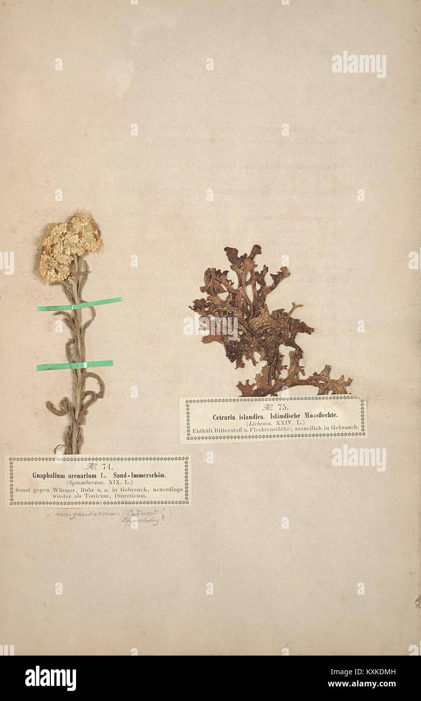 Arznei- und Giftgewächse ist ein botanischer Text, in dem Pflanzenarten aufgeführt werden, die für ihre medizinischen und toxischen Eigenschaften bekannt sind. Das Buch bietet wertvolle Einblicke in den Einsatz von Pflanzen in medizinischen und toxikologischen Praxen und konzentriert sich auf die Identifizierung und Klassifizierung von Pflanzen. Stockfoto