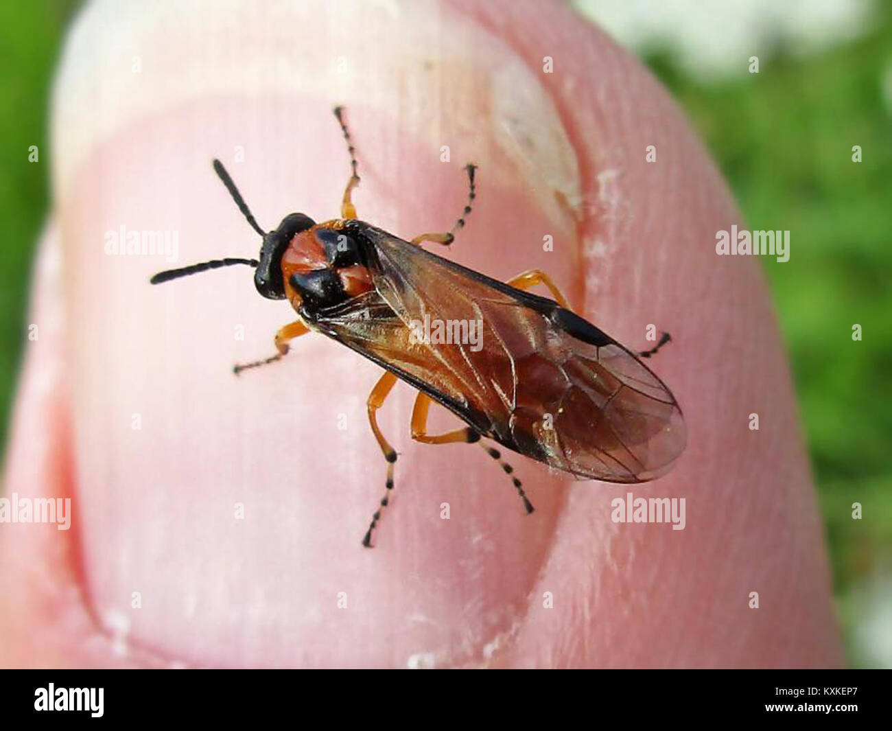 Athalia rosae (Rübe Sawfly), Elst (GLD), die Niederlande Stockfoto