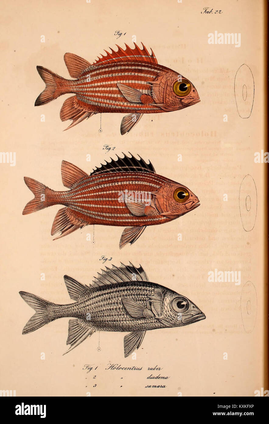 Platte 22, Abbildungen 1-3 des Atlas of the Northern Africa Journey zeigen Karten und topografische Abbildungen nordafrikanischer Regionen, Routen und Geländemerkmale. Stockfoto