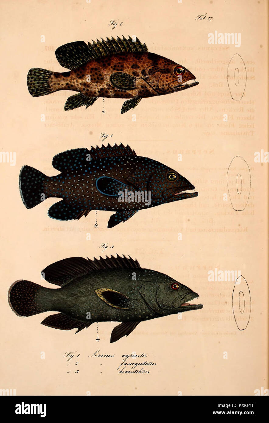 Platte 27, Abbildungen 1-3 des Atlas of the Northern Africa Journey bieten Karten und Illustrationen zur nordafrikanischen Geographie, Siedlungen und natürlichen Geländeeigenschaften. Stockfoto