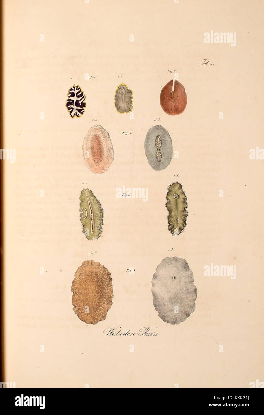 Platte 3, Abbildungen 1–5, aus dem atlas Nordafrika zeigt geographische Merkmale, Topographie und regionale Kartierungen für wissenschaftliche und historische Studien. Stockfoto