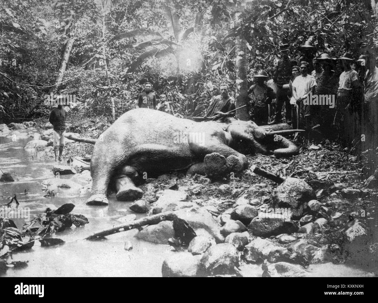 Dieses historische Foto zeigt den Baron Vojnich Oszkár mit einem gejagten asiatischen Elefanten und veranschaulicht Jagdpraktiken und Wildtierdokumentation im historischen Europa. Stockfoto