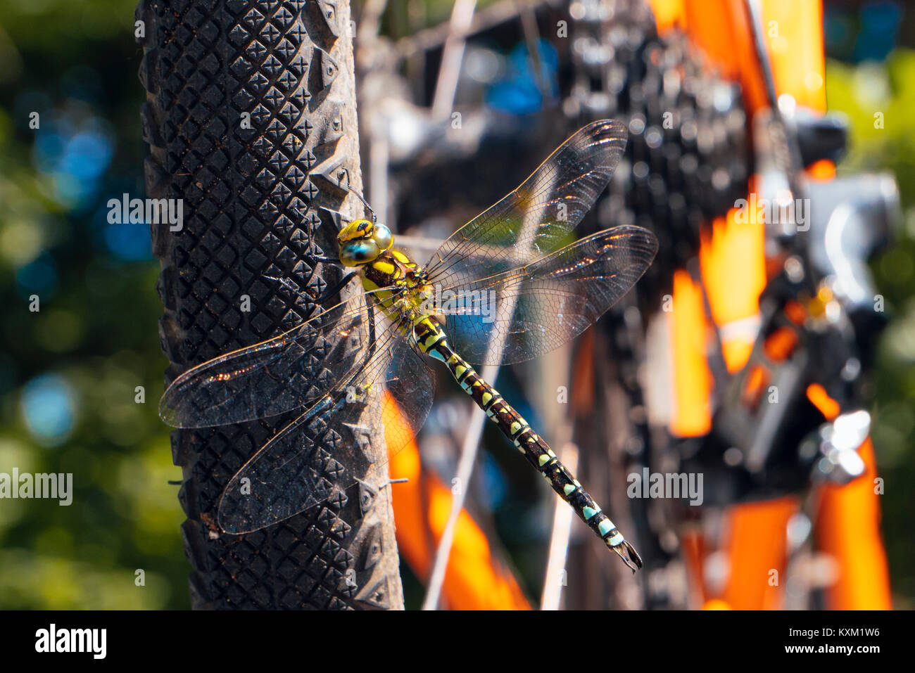 Männliche Southern Hawker (Aeshna cyanea) Libelle auf Fahrrad Reifen Stockfoto