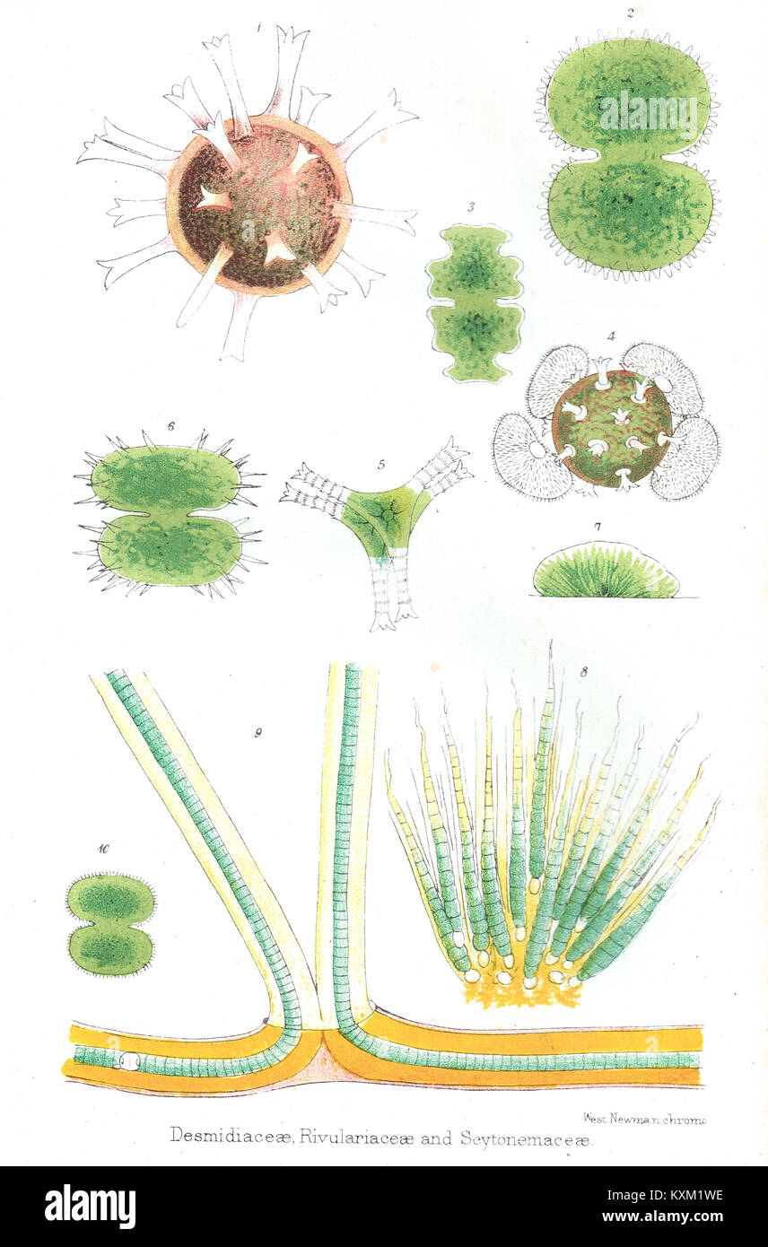 Desmidiaceae, Rivulariaceae und Scytonemaceae Stockfoto