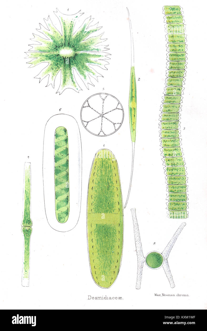 Chromolithograph Desmidiaceae, 19. Jahrhundert Stockfoto