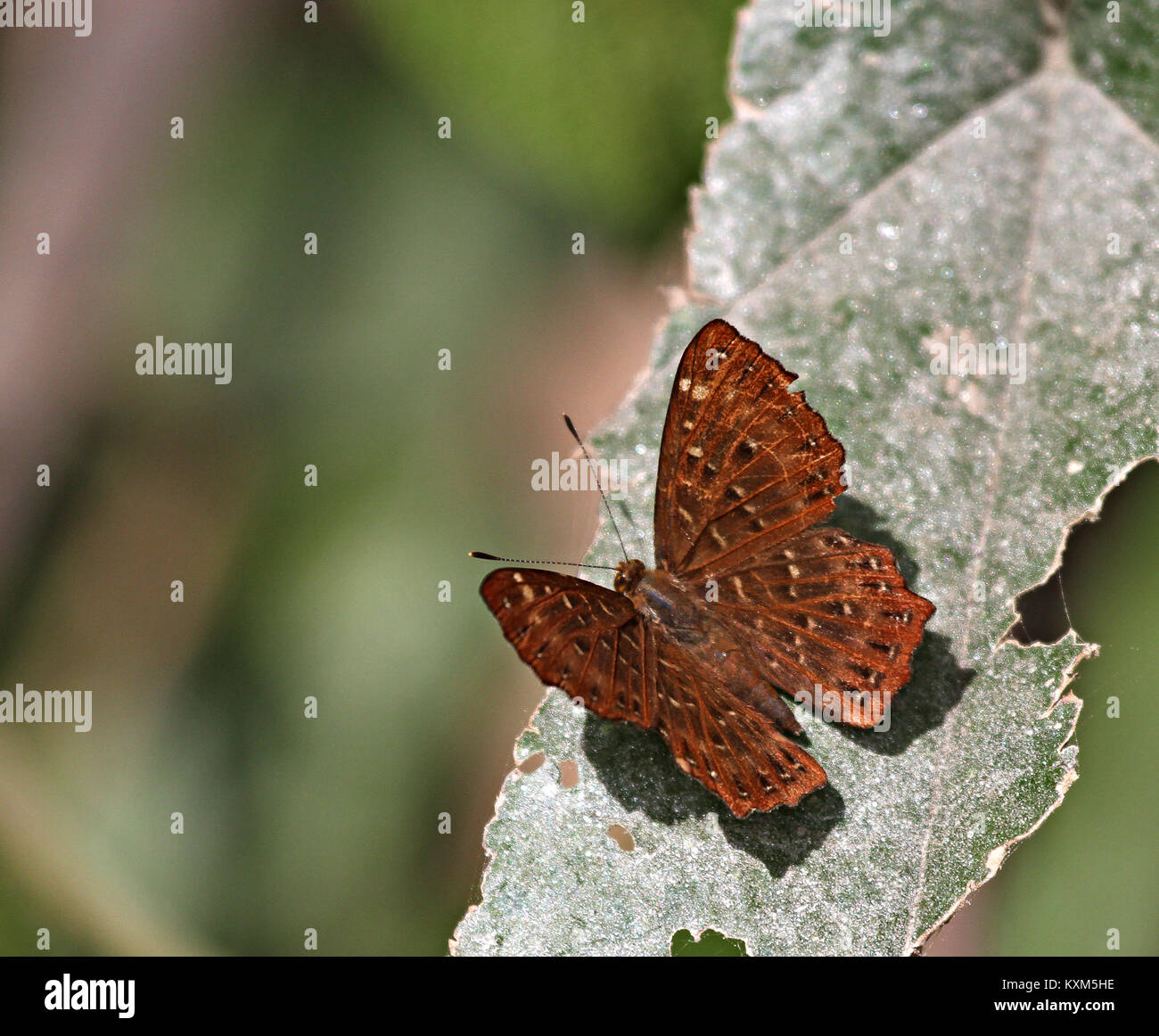 Punchinelllo Schmetterling Aalen in der Sonne Stockfoto