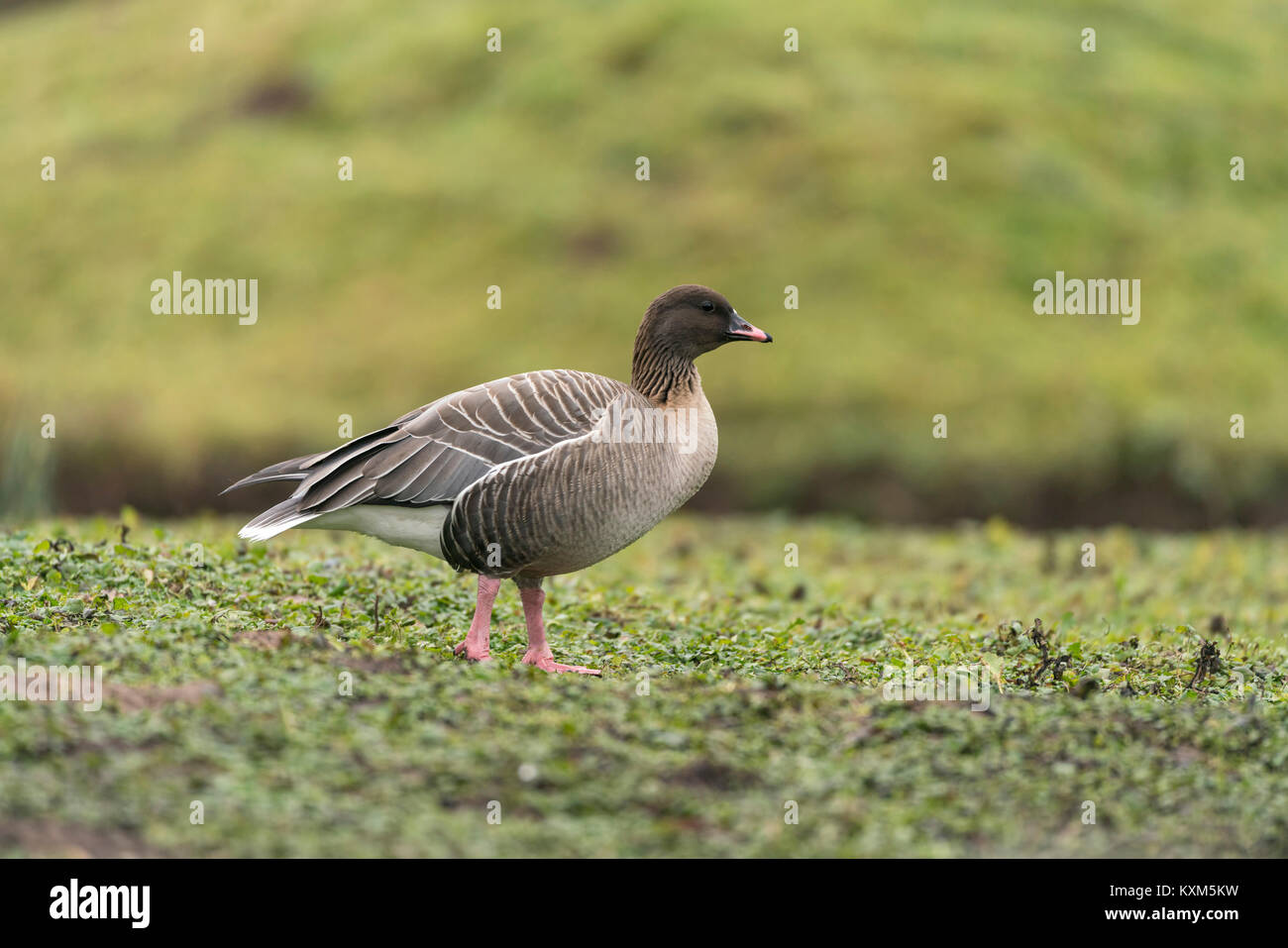 Rosa footed Goose, Anser brachyrhynchus, Fütterung auf Somerset Levels, mitten im Winter, Querformat gegen einen diffusen Hintergrund Stockfoto