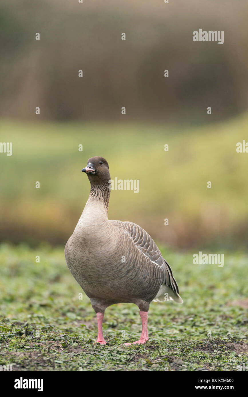 Rosa footed Goose, Anser brachyrhynchus, Fütterung auf Somerset Levels, mitten im Winter, Hochformat gegen einen diffusen Hintergrund Stockfoto