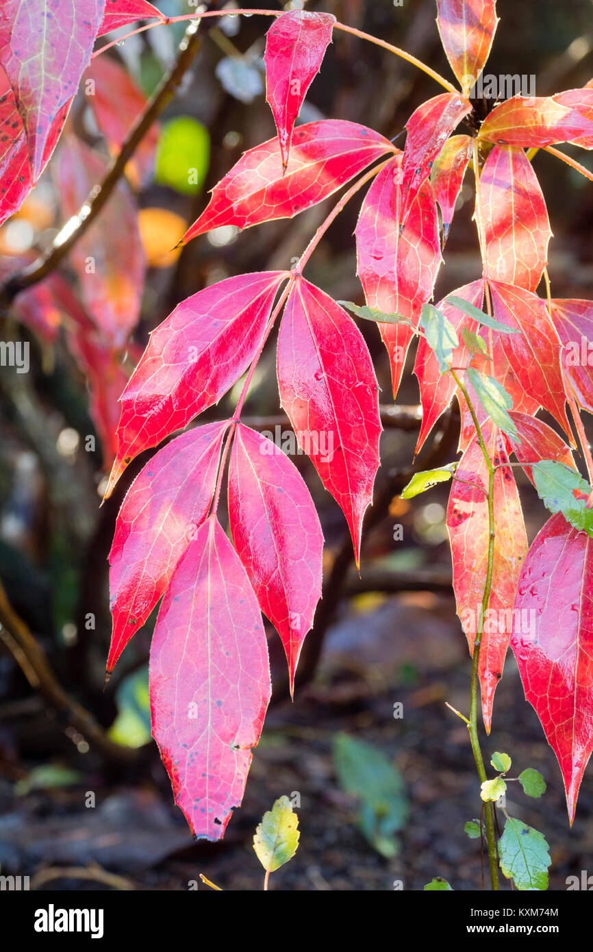 Winter rot immergrüne Blätter der langsam wachsenden hardy Strauch, Mahonia gracilipes Stockfoto
