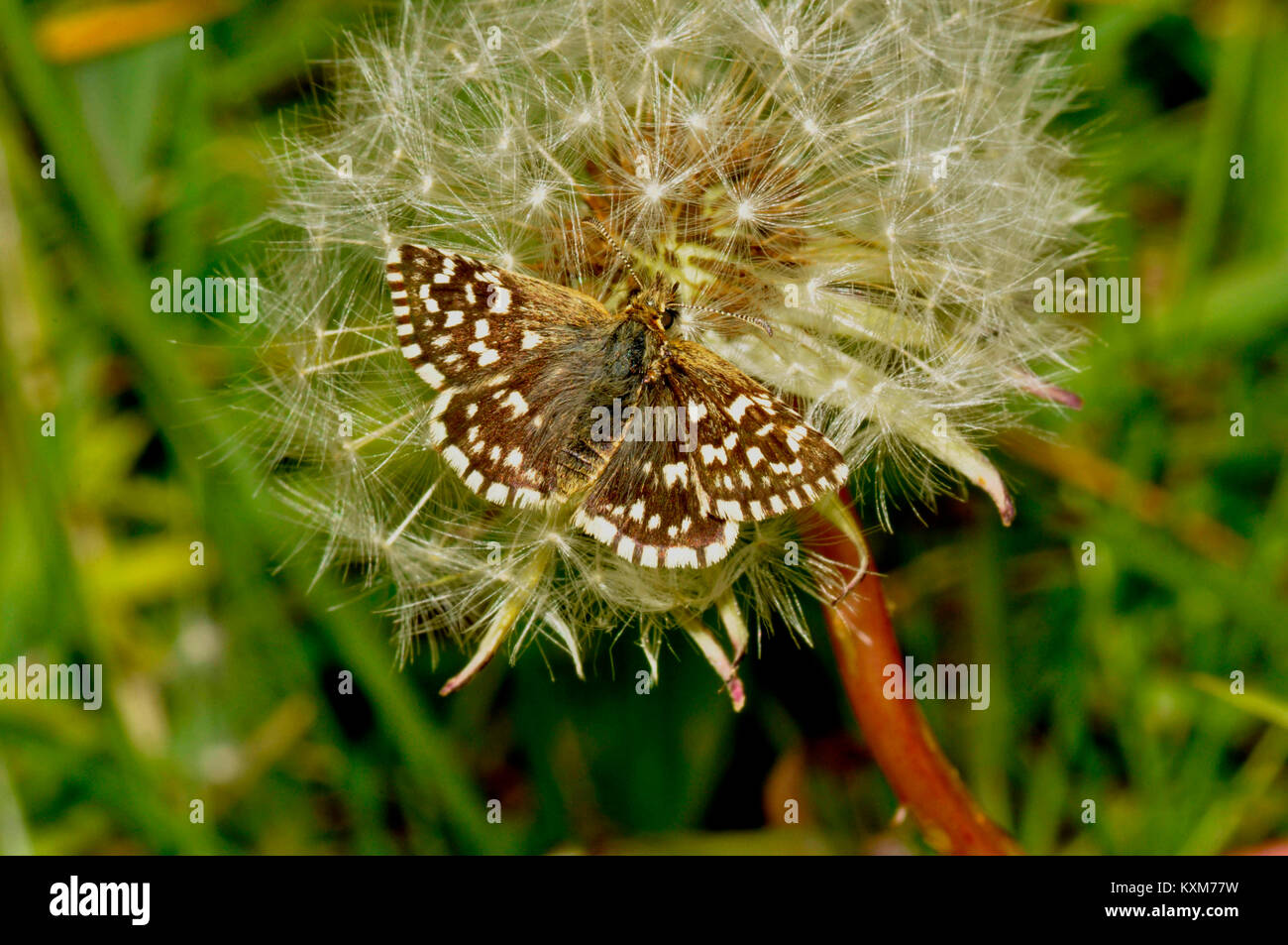 Grizzled Skipper, "Schmetterling" malvae, Schmetterling auf Chalk downland, Wiltshire, Großbritannien Stockfoto