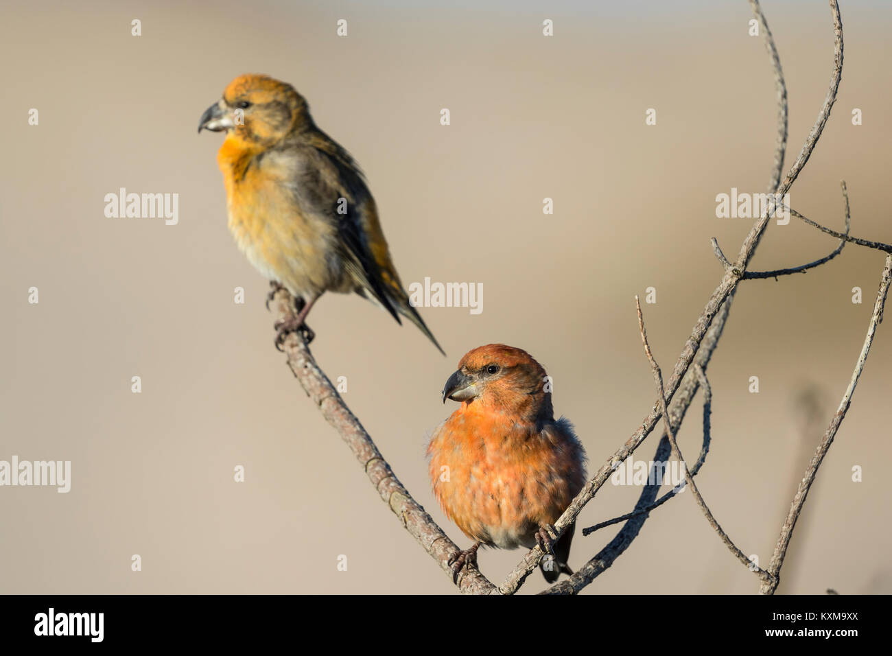Papagei (Loxia Crossbil pytyopsittacus) Jungen und erwachsenen Männern in Pine Tree thront, Stockfoto