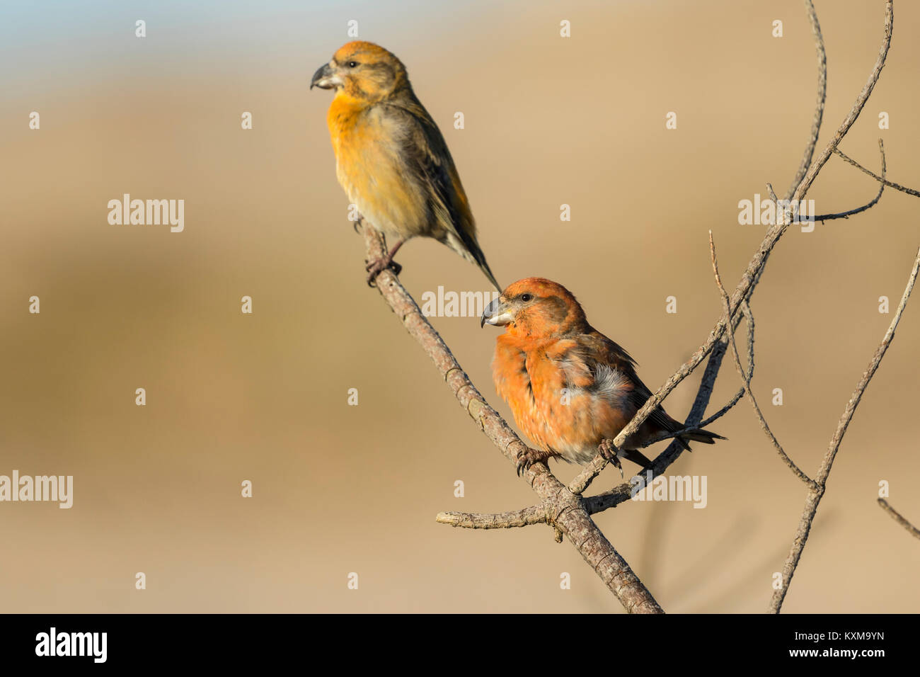 Papagei (Loxia Crossbil pytyopsittacus) Jungen und erwachsenen Männern in Pine Tree thront, Stockfoto