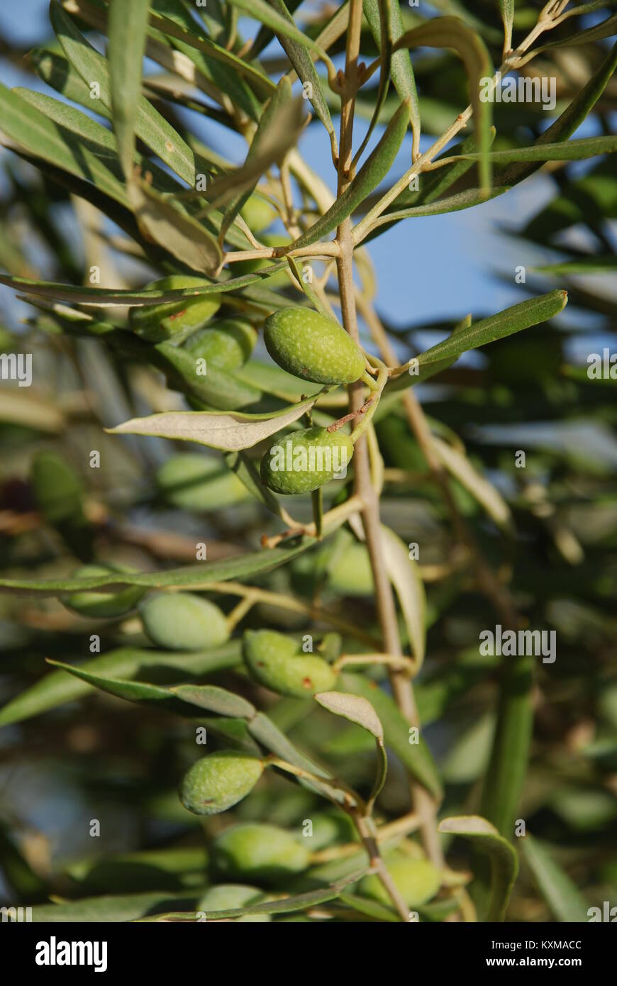 Griechische olivenernte Fotos und Bildmaterial in hoher Auflösung Alamy
