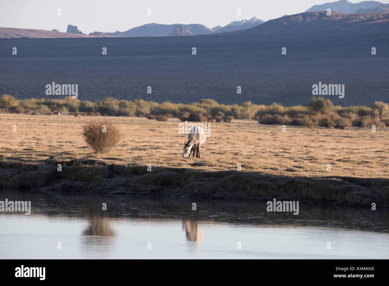 Mongolische Pferde grasen am Fluss wiesen Steppen sunrise Stockfoto