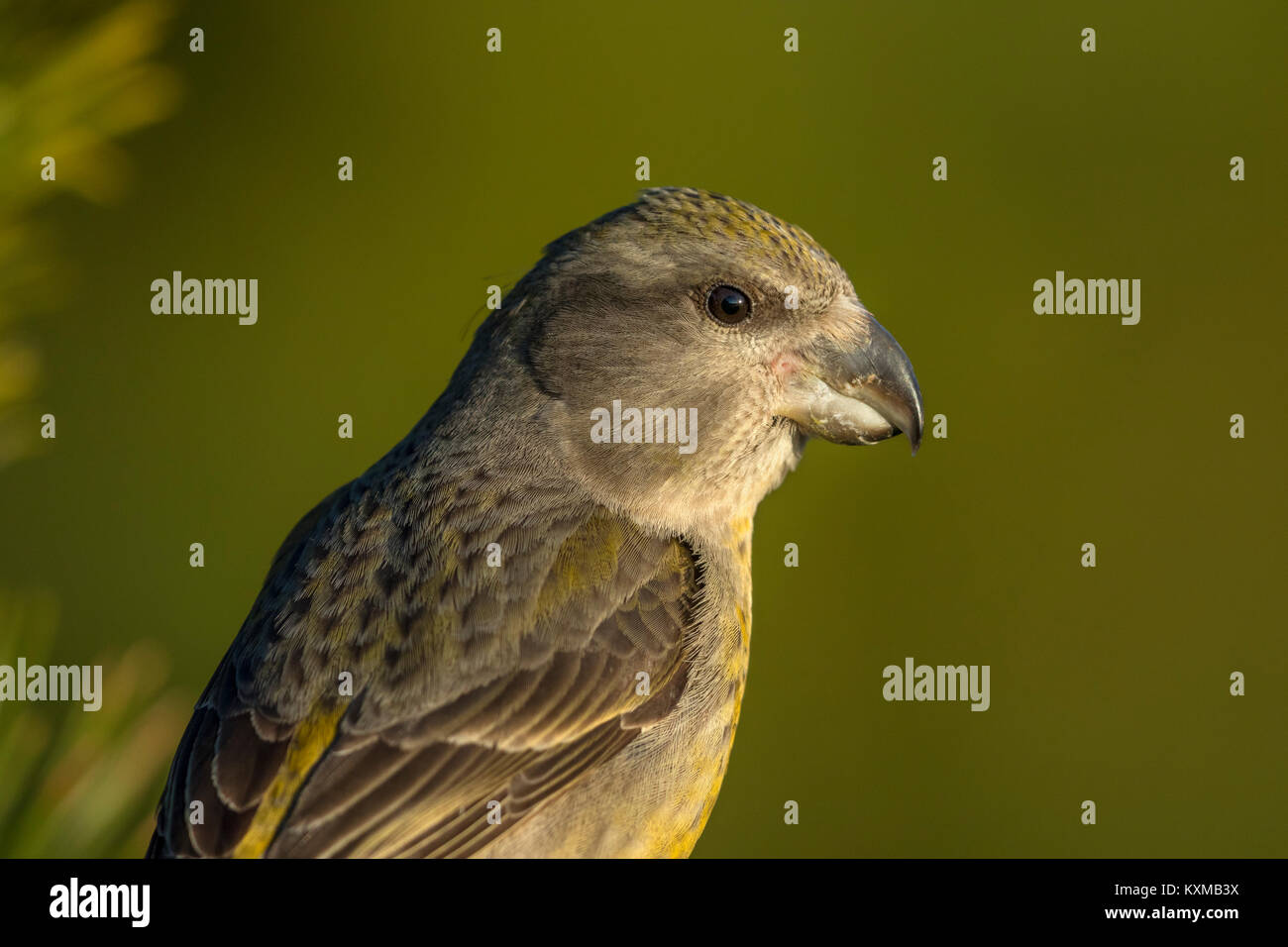 Papagei (Loxia Crossbil pytyopsittacus) erwachsenen weiblichen im Pine Tree thront, Stockfoto