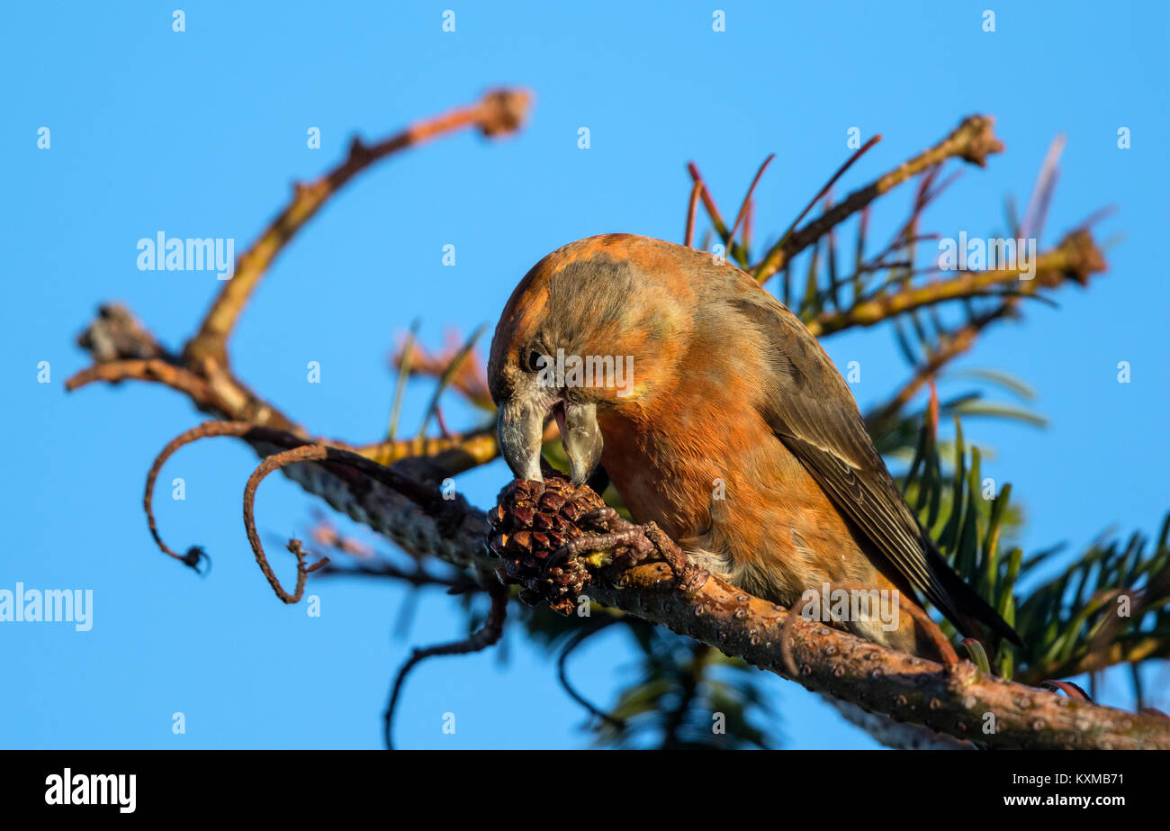 Parrot Gegenwechsel (Loxia pytyopsittacus) männlichen Erwachsenen essen Saatgut aus Kiefer Stockfoto