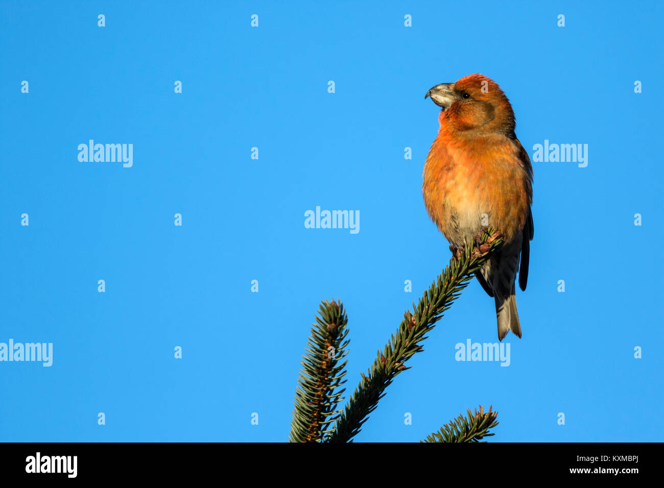 Papagei (Loxia Crossbil pytyopsittacus) männlichen Erwachsenen in Pine Tree thront, Stockfoto