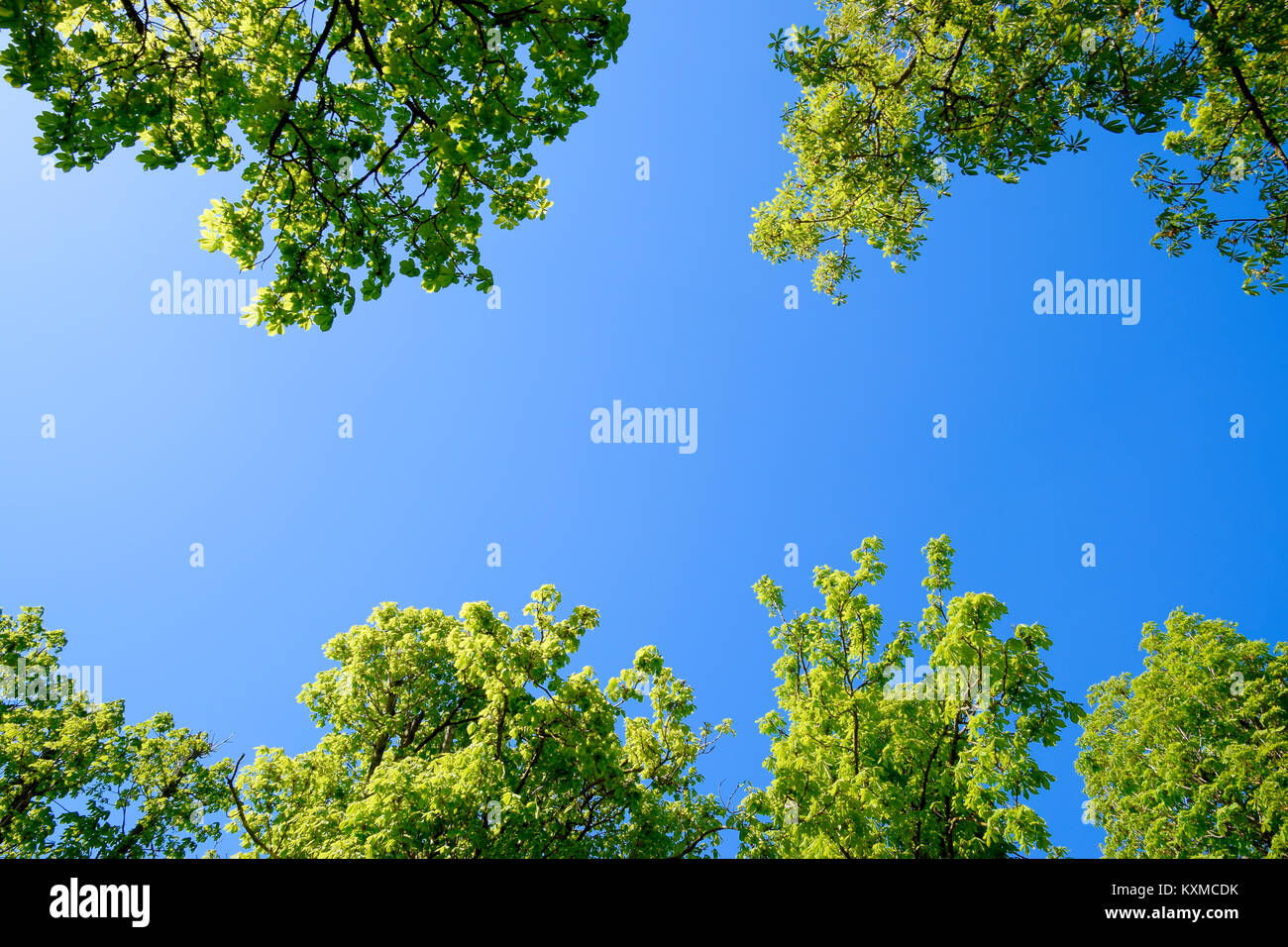 Gänge von Kastanien gegen den blauen Himmel. Grüne Bäume im Frühling. Clear Sky Stockfoto