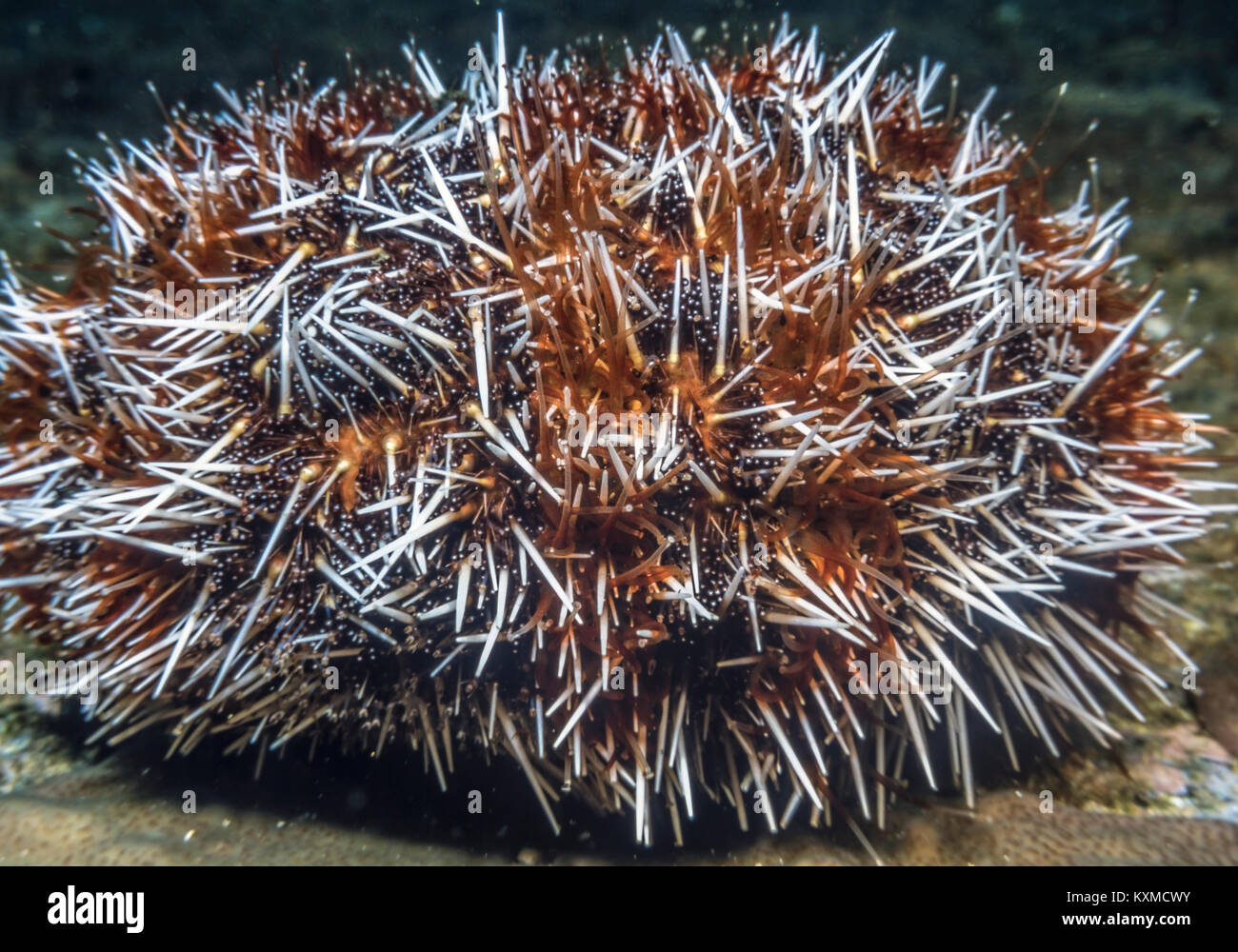 Seeigel oder Seeigel, Archaisch, Meer, stacheligen Igel sind, kugelförmigen Tiere in der Klasse Echinoidea. Stockfoto