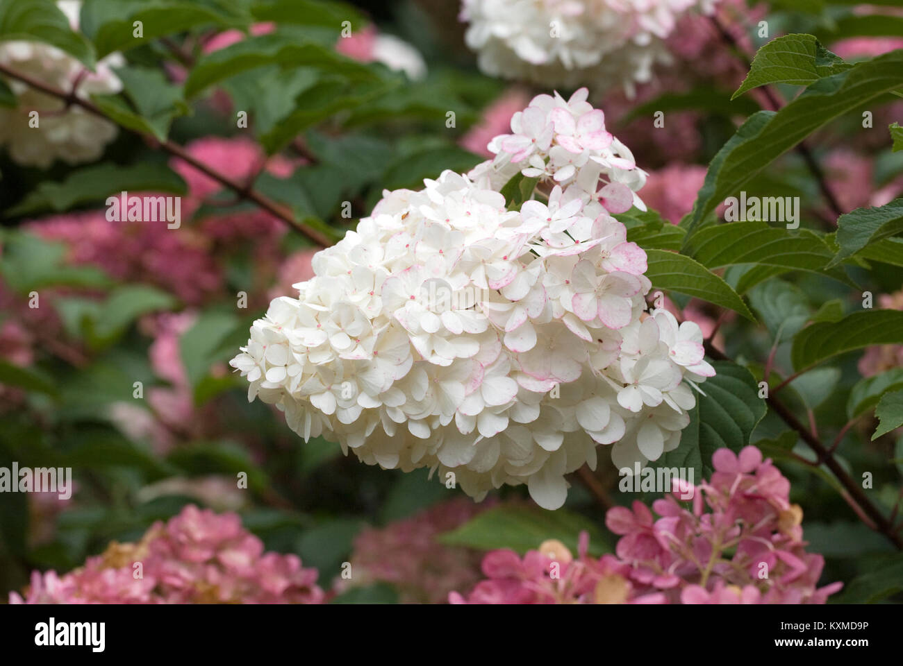 Hydrangea paniculata Vanille Fraise 'Blumen'. Stockfoto