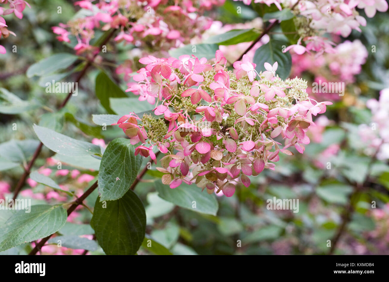 Hydrangea paniculata Blumen. Stockfoto