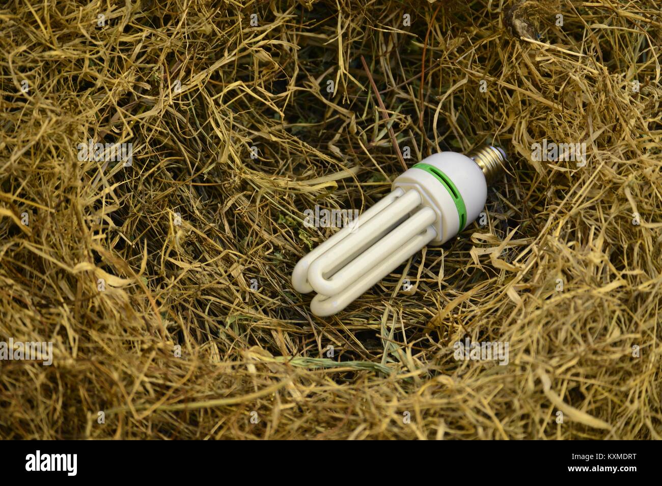 Energie aus Biomasse Konzept Stockfoto