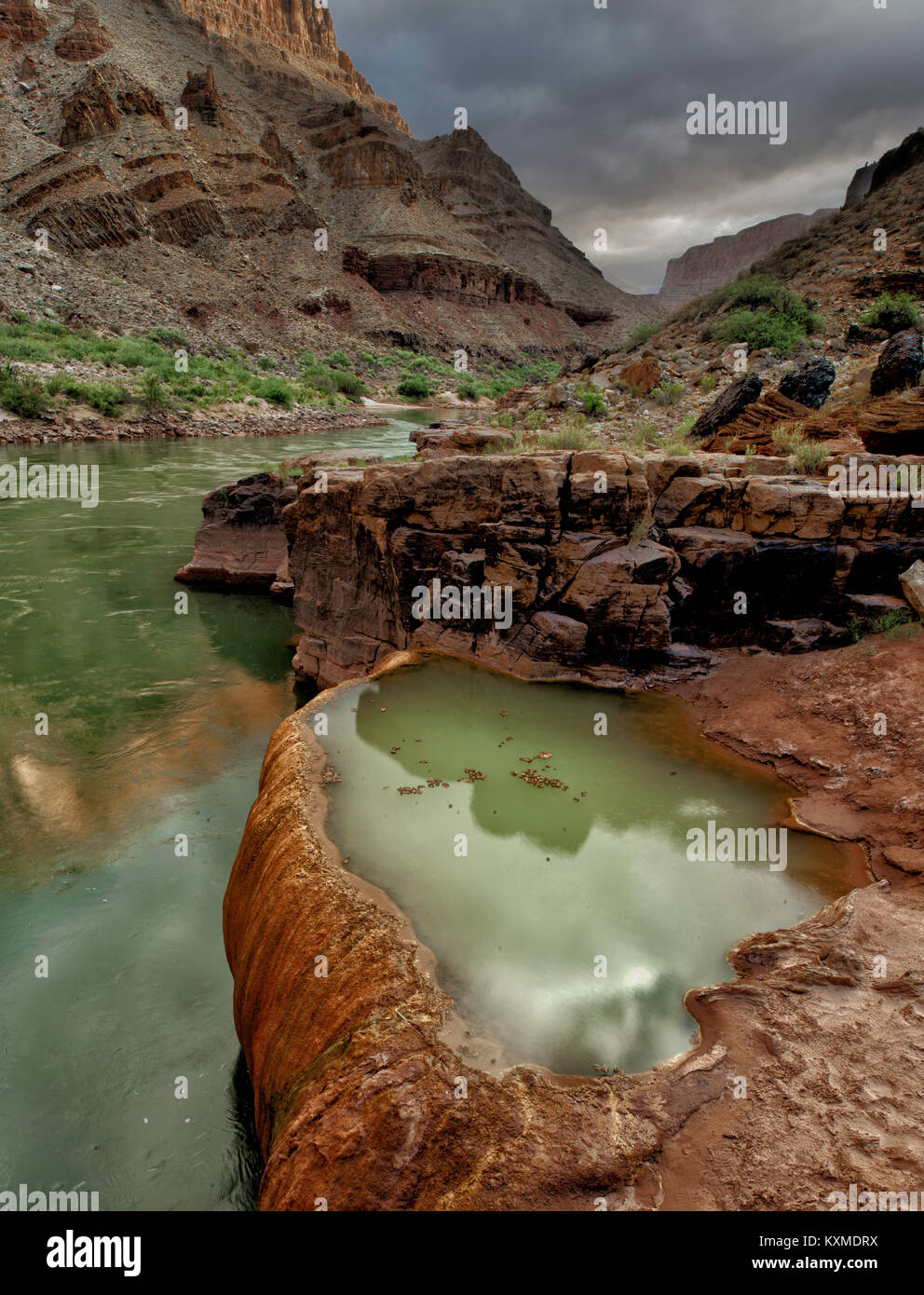 Kürbis Feder, Arsen Pool in Grand Canyon Stockfoto