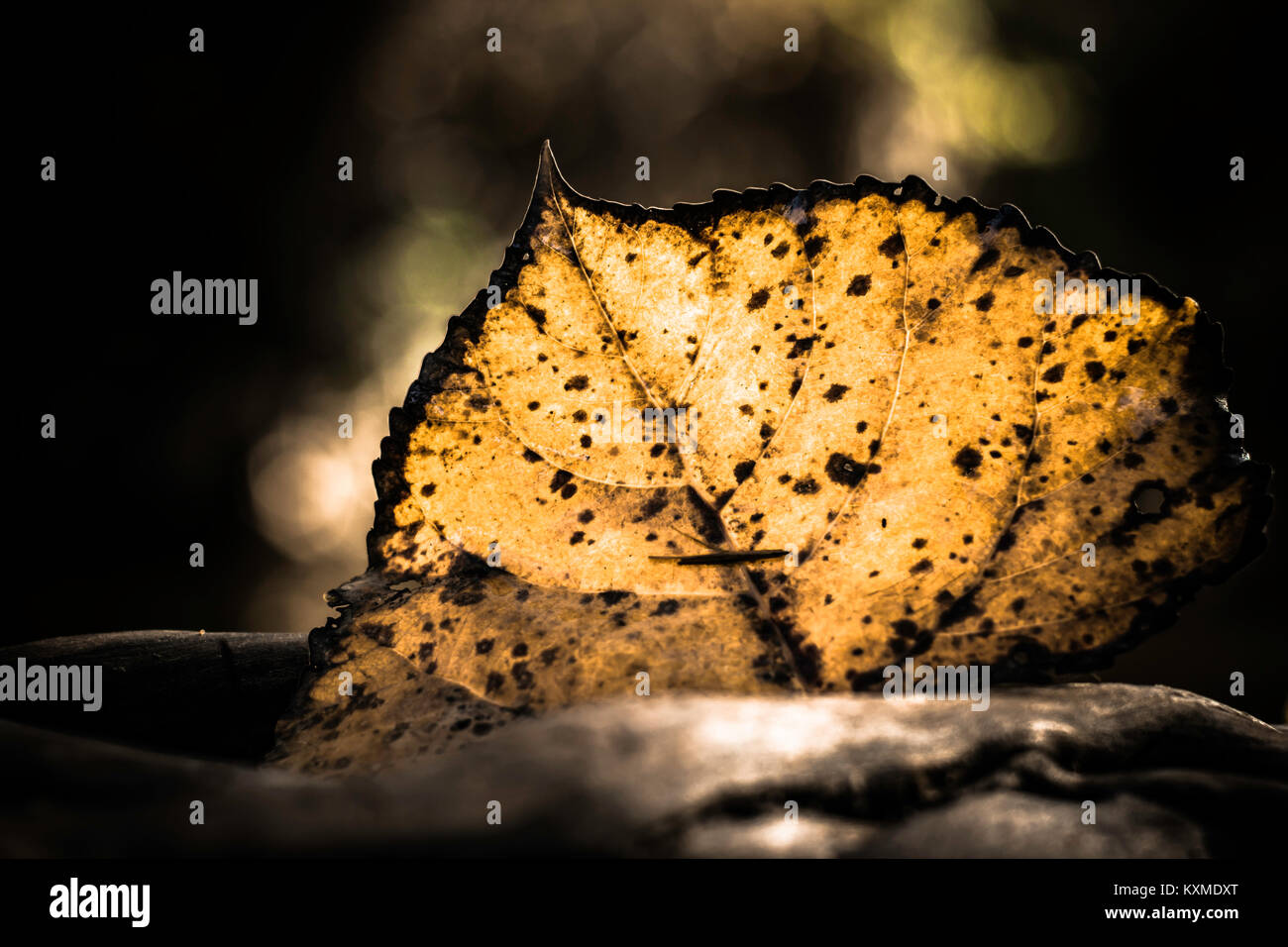 Blatt von der Sonne beschienen Stockfoto