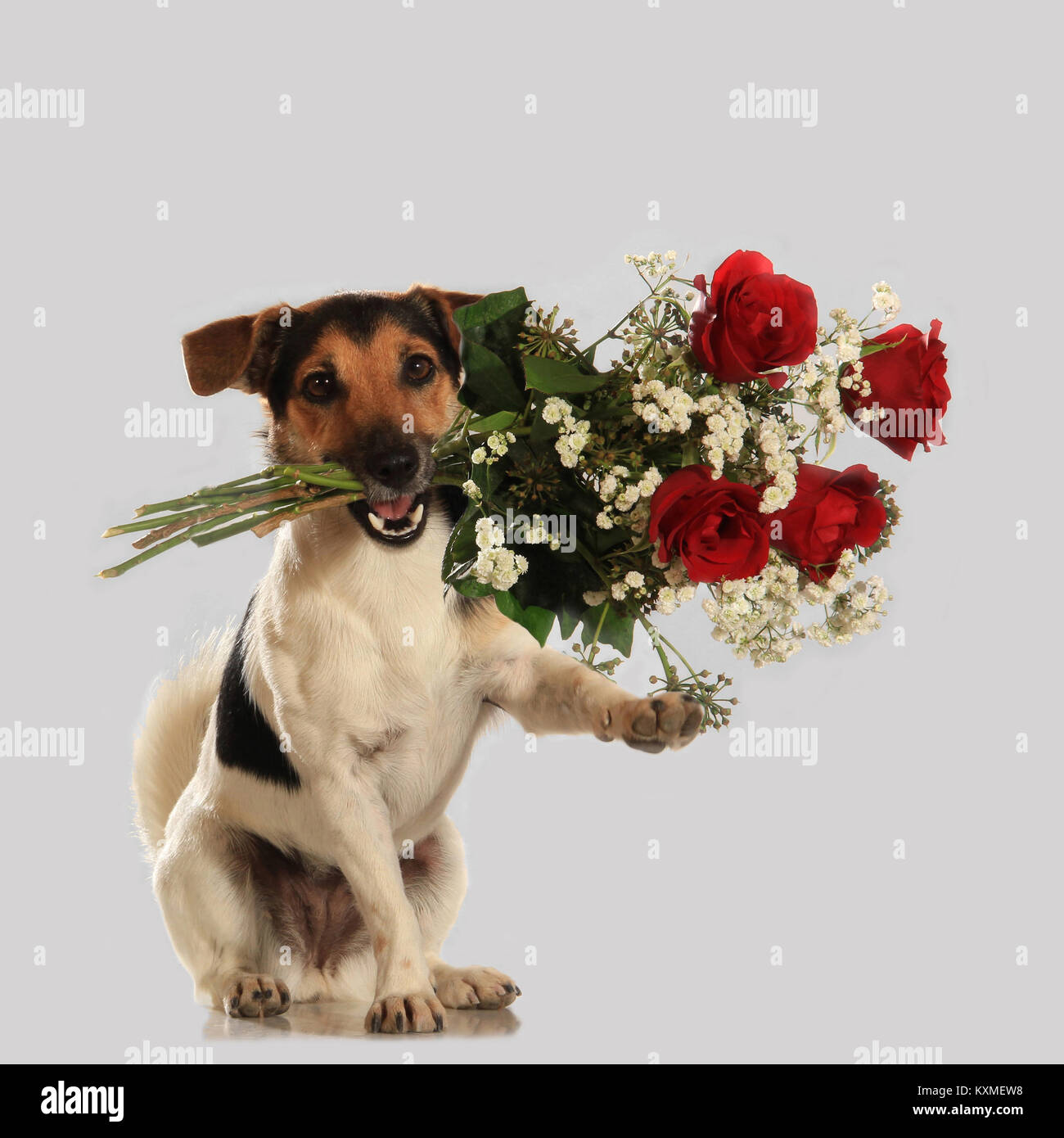 Jack Russell hund Holding einen Blumenstrauß Stockfoto