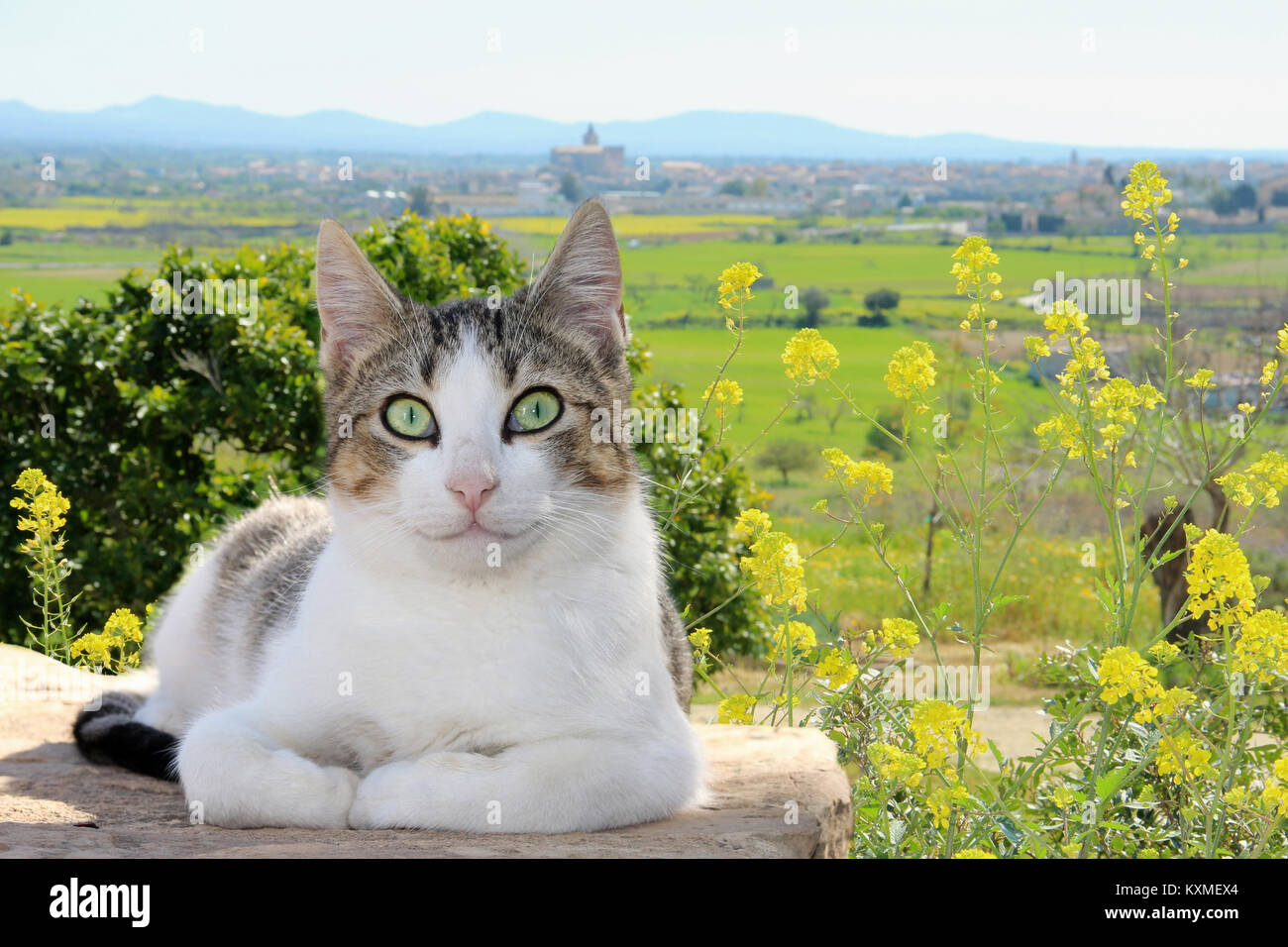 Hauskatze, schwarz tabby White, lächelnd Stockfoto