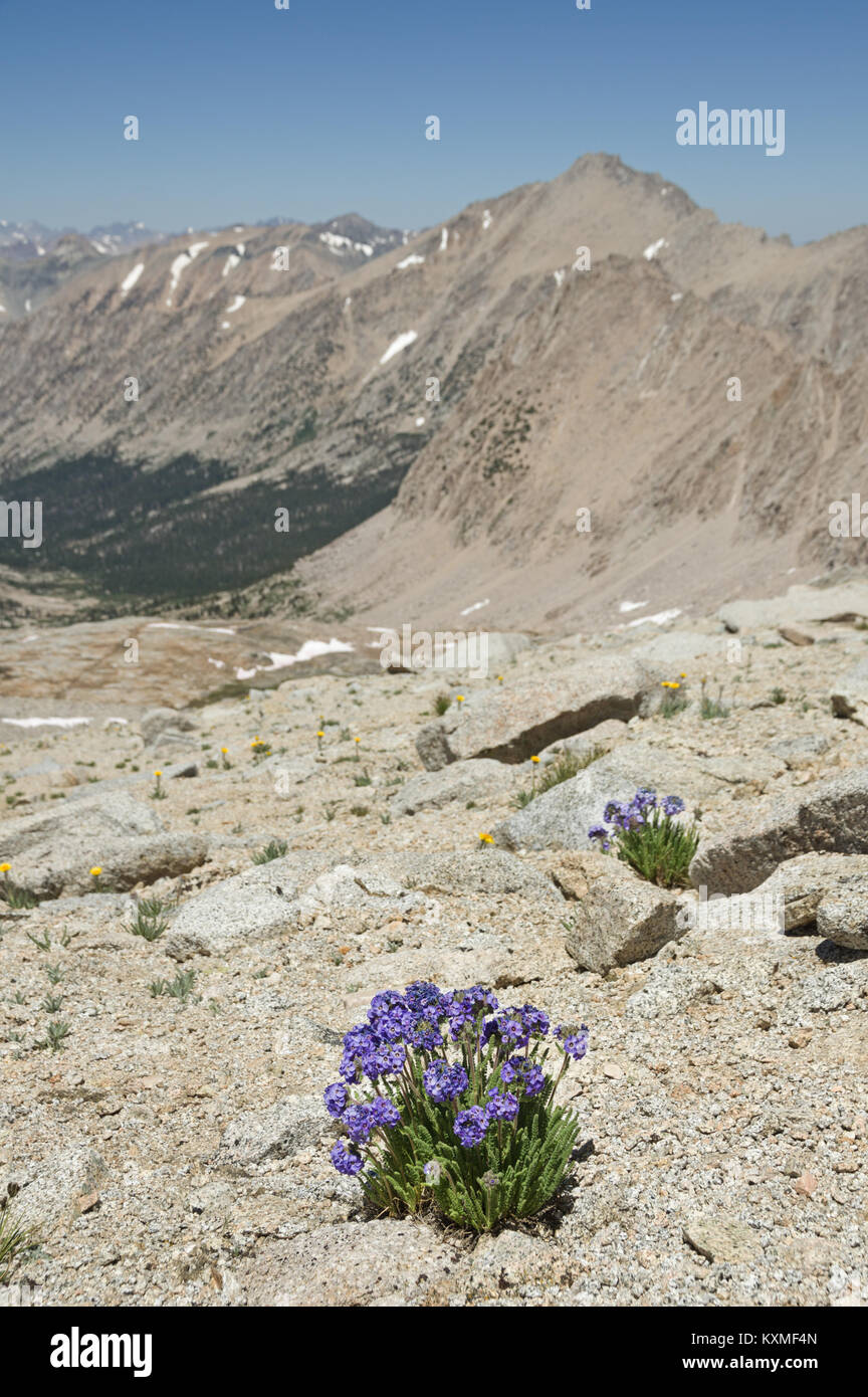 Sky Pilot oder Polemonium wilde Blumen auf der Kreuzung Pass Peak in den Sierra Nevada Bergen in Kalifornien Stockfoto