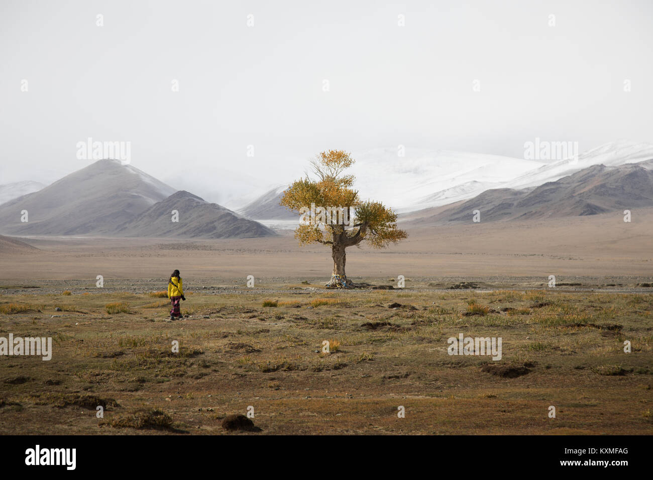 Einsamer Baum Herbst gelbe Blätter bewölkt Nebel im Winter schneebedeckten Berge der Mongolei steppen Grasland Stockfoto
