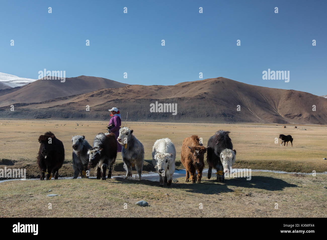 Mongolische Schwarz und Weiß yaks Hund Schäferhund Frau herder Mongolei winter Steppen Wiesen Plains Stockfoto