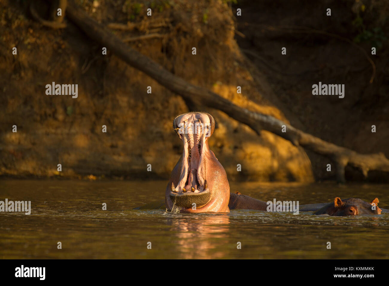 Flusspferd (Hippopotamus amphibius) im Fluss mit offenem Mund, Chirundu, Simbabwe, Afrika Stockfoto