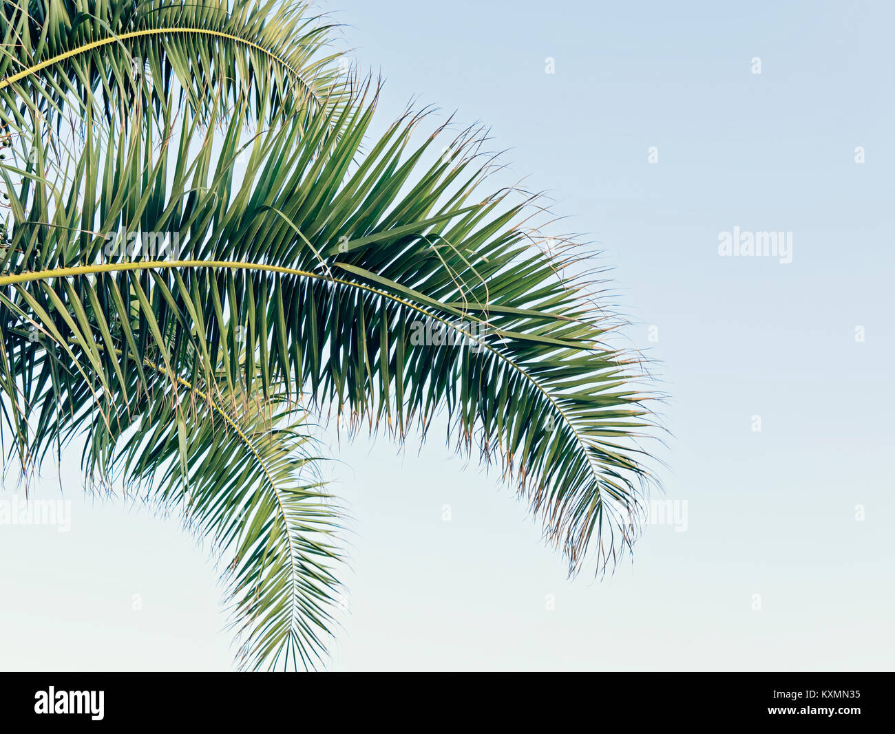 Palm Blätter auf blauen Himmel mit Kopie Raum Stockfoto