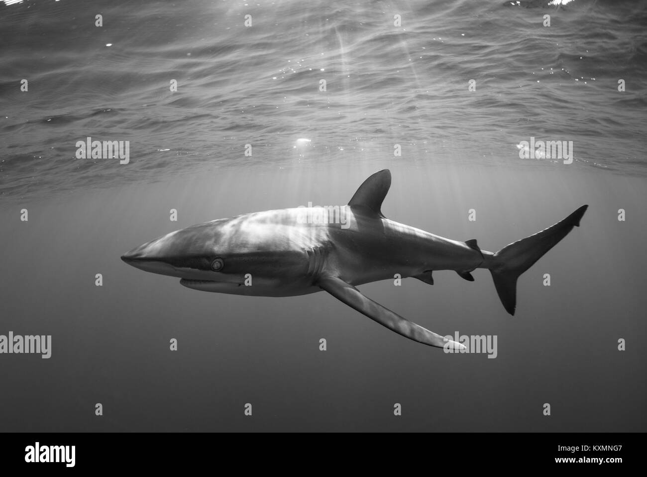 Unterwasseransicht von Haien, Revillagigedo, Tamaulipas, Mexiko, Nordamerika Stockfoto