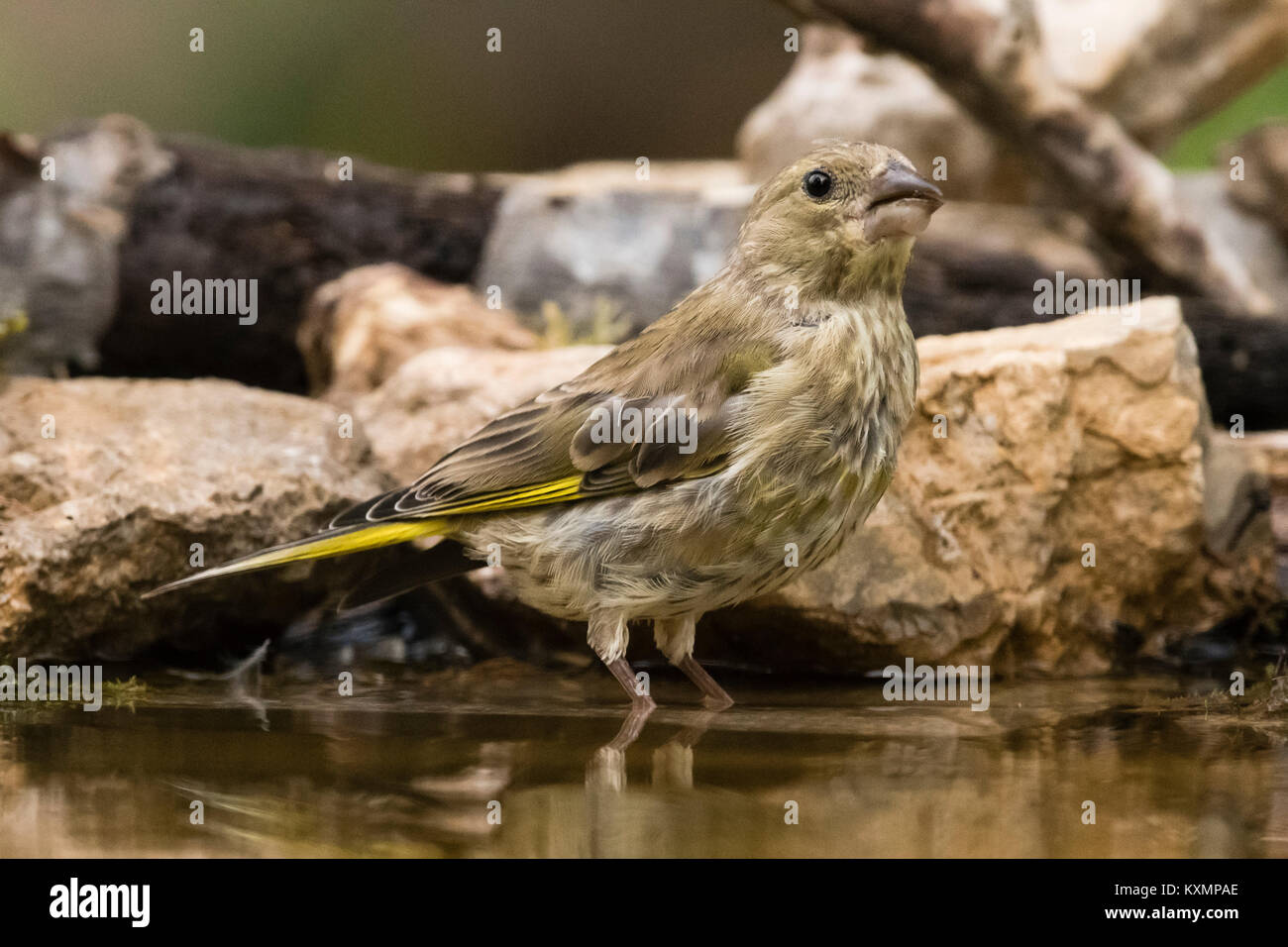 Grünfink (Carduelis chloris) in Wasserloch, Slowenien Stockfoto