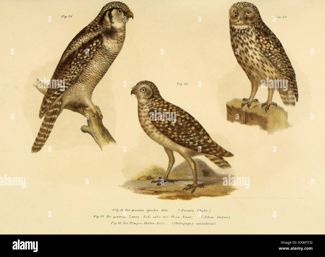 Illustrationen aus einem wissenschaftlichen vogelatlas mit anatomischen und morphologischen Details von Vogelarten für Bildungs- und Forschungszwecke. Stockfoto