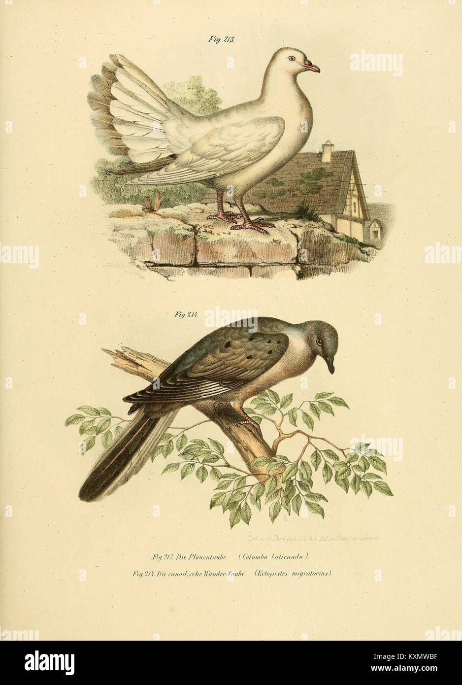 Dieser atlas veranschaulicht Vogelarten in verschiedenen Formen und zeigt Anatomie, Gefieder und Klassifizierung für wissenschaftliche und pädagogische Zwecke. Stockfoto