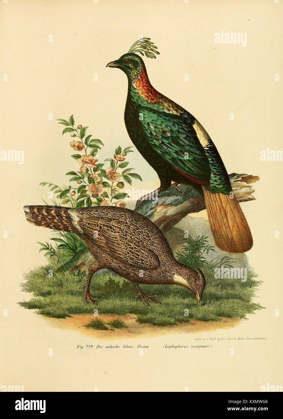 Der Bilder-atlas zur wissenschaftlich-populären Naturgeschichte der Vögel veranschaulicht Vogelarten in detaillierter Form und bietet einen pädagogischen Blick auf ihre Anatomie und Klassifizierung. Diese wissenschaftliche Ressource dient als Referenz für Ornithologen und Vogelfreunde. Stockfoto