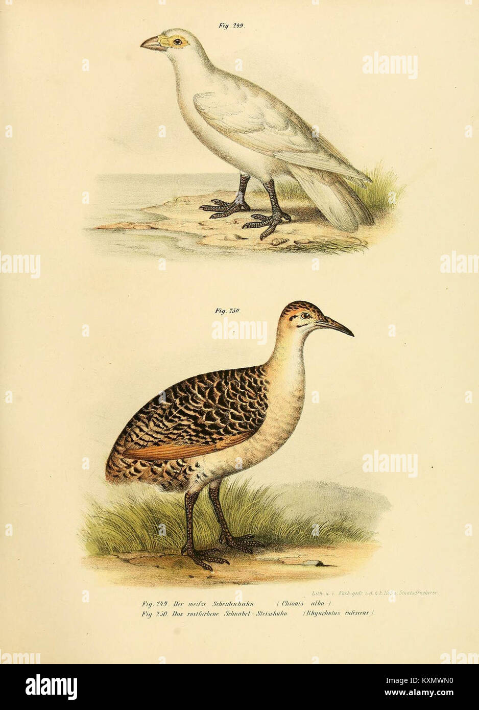 Dieser vogelatlas veranschaulicht Arten in ihren Hauptformen und präsentiert Anatomie, Gefieder und Klassifizierung für wissenschaftliche und pädagogische Zwecke. Stockfoto