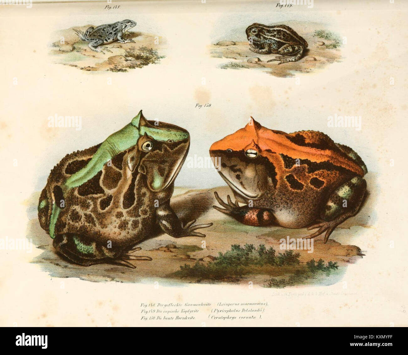 Wissenschaftlicher bildatlas der Wirbeltierzoologie, der die Biologie, Anatomie und Klassifizierung von Wirbeltierarten für Bildungs- und Forschungszwecke veranschaulicht. Stockfoto