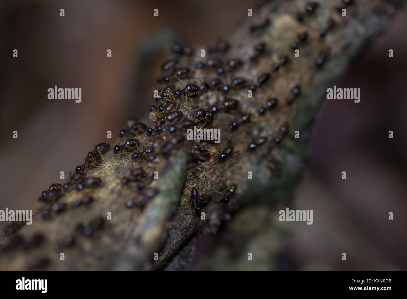 Ein Schwarm von viele Ameisen marschieren eine lange ein kleiner Zweig. Stockfoto